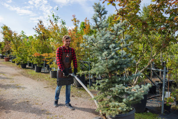 Trusted Fort Lewis, WA Tree Service Experts